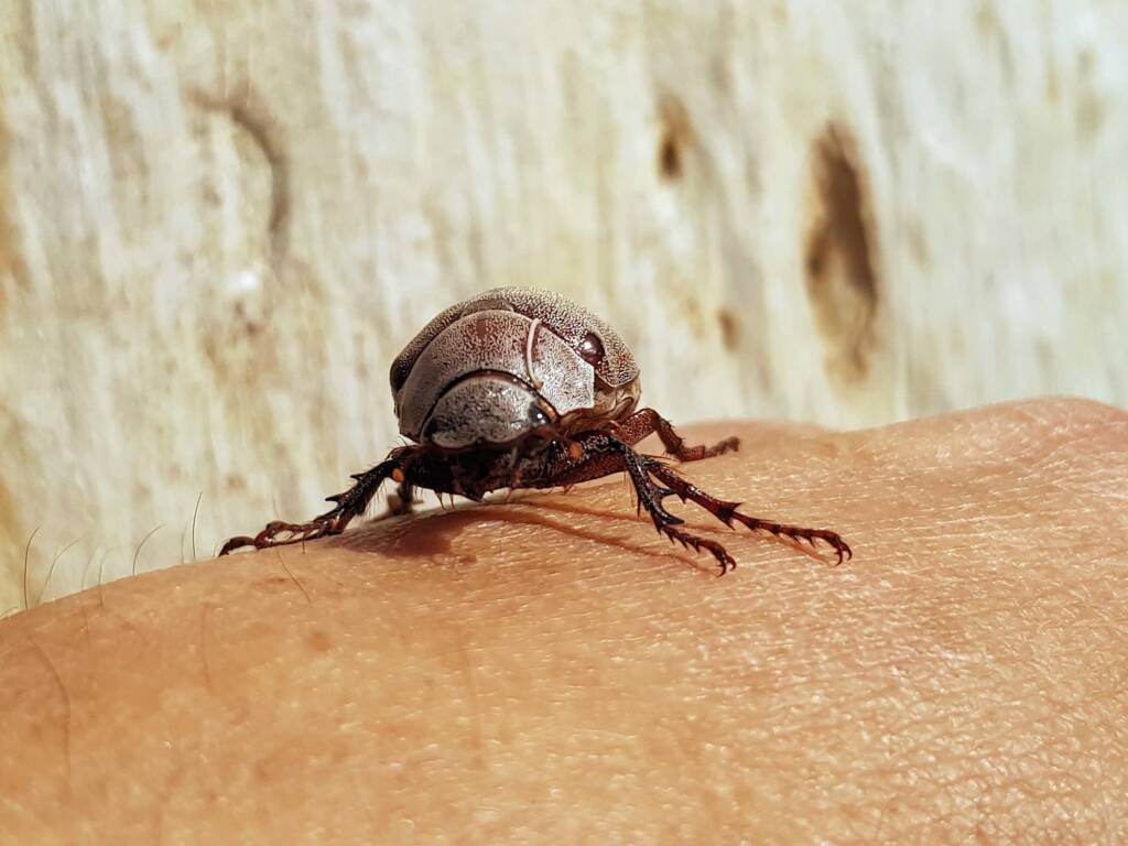 Genus Lepidiota Beetle (family Scarabaeidae), Alice Springs NT