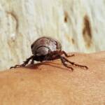 Genus Lepidiota Beetle (family Scarabaeidae), Alice Springs NT