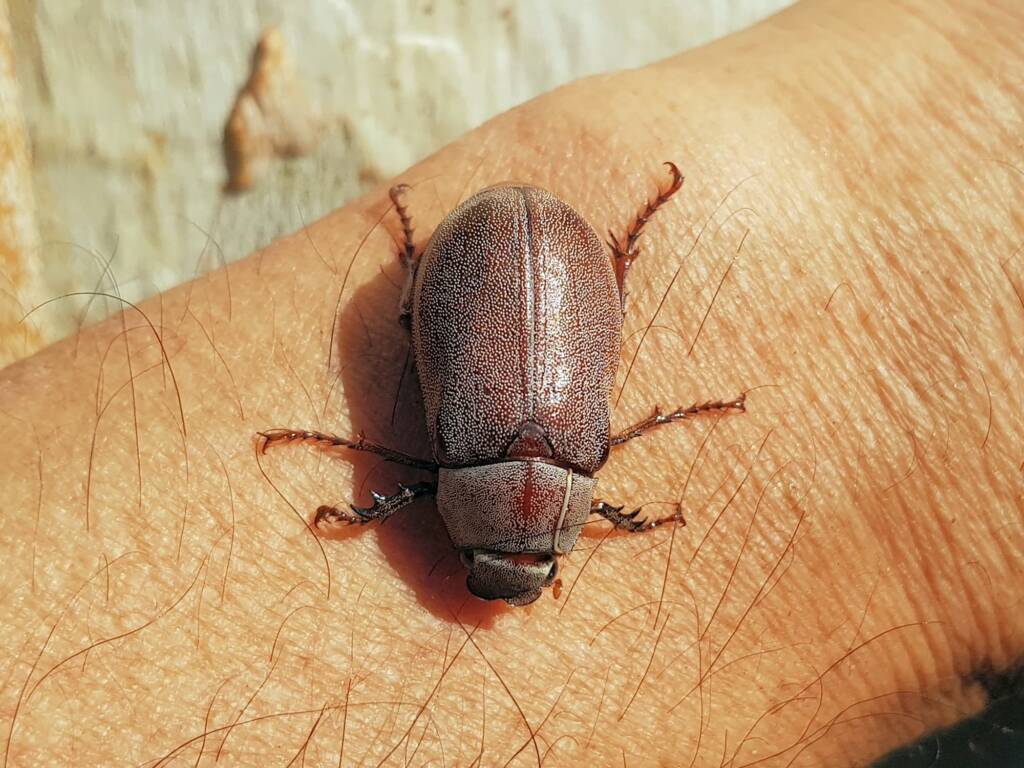Genus Lepidiota Beetle (family Scarabaeidae), Alice Springs NT