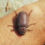Genus Lepidiota Beetle (family Scarabaeidae), Alice Springs NT