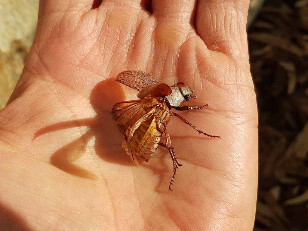 Genus Lepidiota Beetle (family Scarabaeidae), Alice Springs NT
