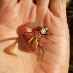 Genus Lepidiota Beetle (family Scarabaeidae), Alice Springs NT