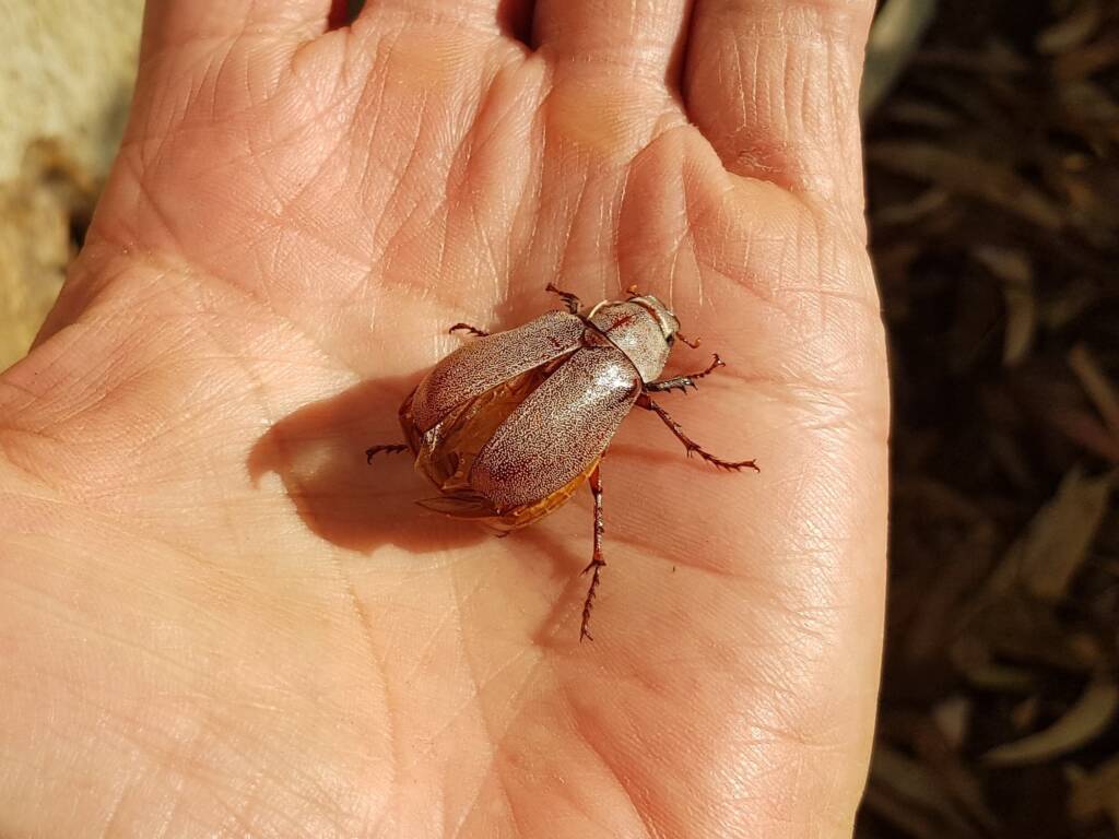Genus Lepidiota Beetle (family Scarabaeidae), Alice Springs NT