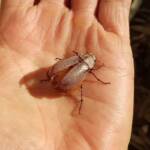 Genus Lepidiota Beetle (family Scarabaeidae), Alice Springs NT