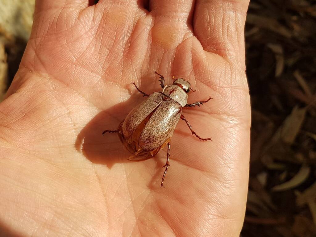 Genus Lepidiota Beetle (family Scarabaeidae), Alice Springs NT