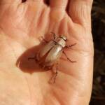 Genus Lepidiota Beetle (family Scarabaeidae), Alice Springs NT