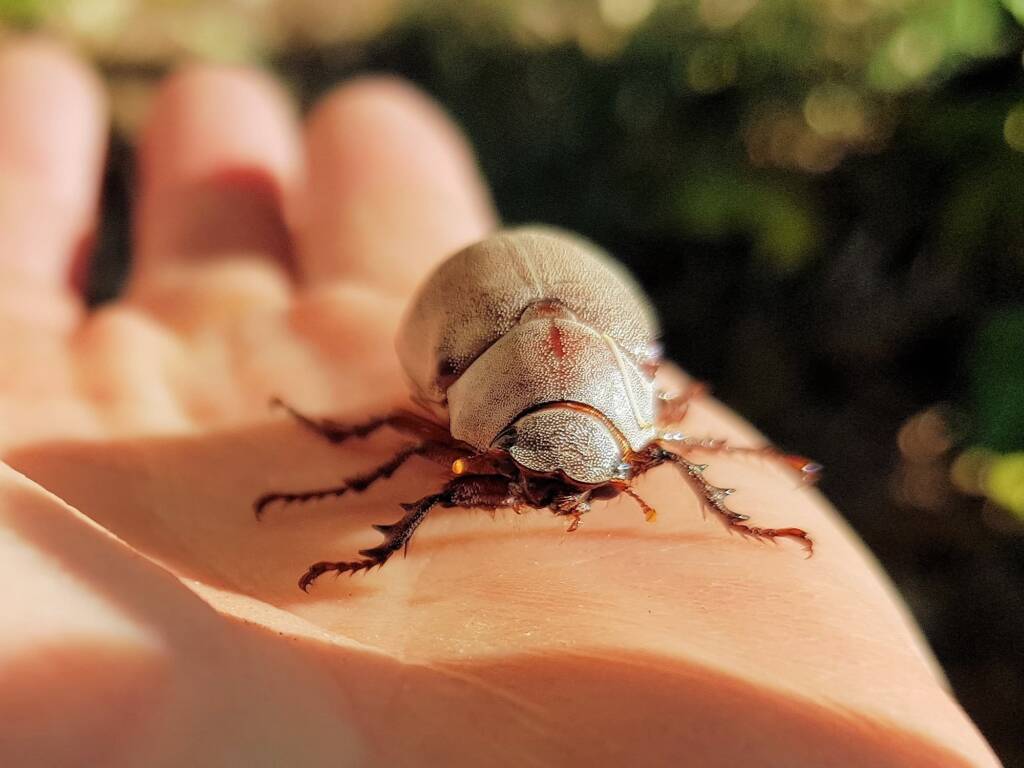 Genus Lepidiota Beetle (family Scarabaeidae), Alice Springs NT