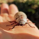 Genus Lepidiota Beetle (family Scarabaeidae), Alice Springs NT