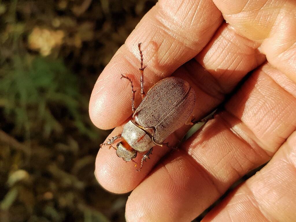 Genus Lepidiota Beetle (family Scarabaeidae), Alice Springs NT