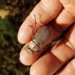 Genus Lepidiota Beetle (family Scarabaeidae), Alice Springs NT