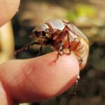 Genus Lepidiota Beetle (family Scarabaeidae), Alice Springs NT