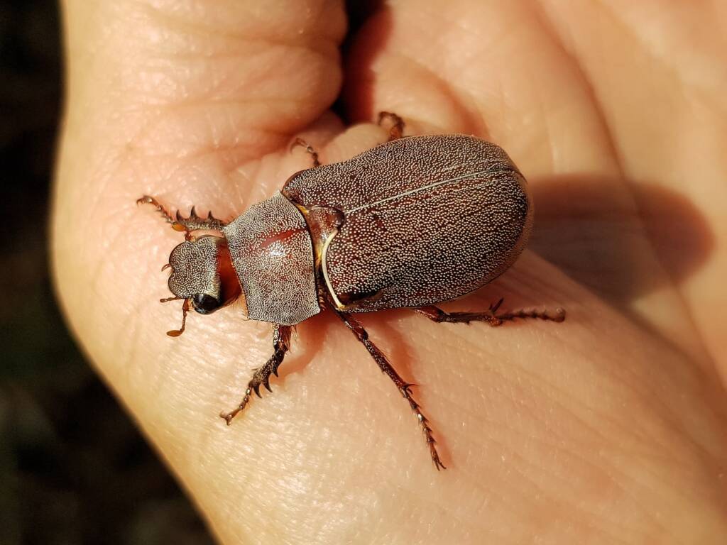 Genus Lepidiota Beetle (family Scarabaeidae), Alice Springs NT