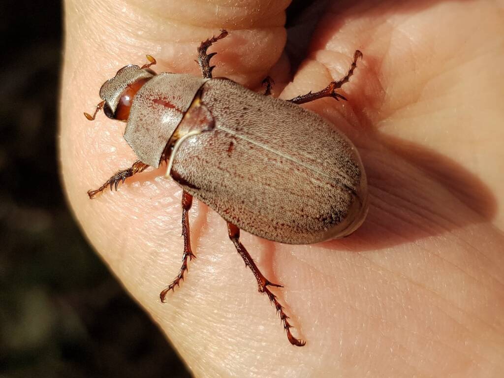 Genus Lepidiota Beetle (family Scarabaeidae), Alice Springs NT