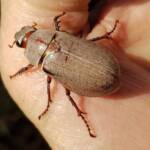 Genus Lepidiota Beetle (family Scarabaeidae), Alice Springs NT