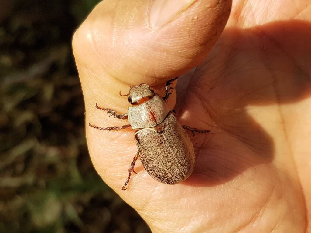 Genus Lepidiota Beetle (family Scarabaeidae), Alice Springs NT