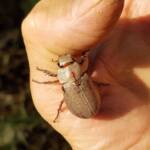 Genus Lepidiota Beetle (family Scarabaeidae), Alice Springs NT