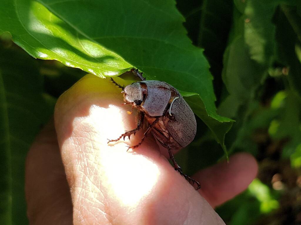 Genus Lepidiota Beetle (family Scarabaeidae), Alice Springs NT