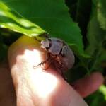 Genus Lepidiota Beetle (family Scarabaeidae), Alice Springs NT