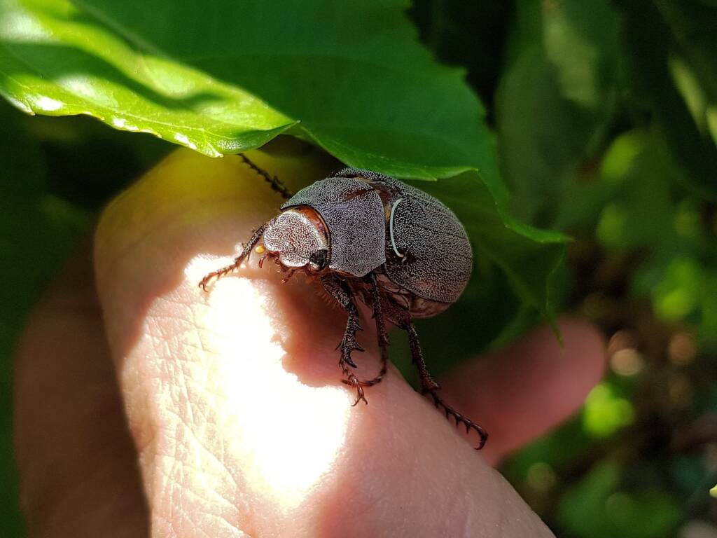 Genus Lepidiota Beetle (family Scarabaeidae), Alice Springs NT