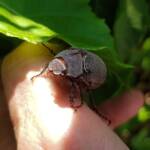 Genus Lepidiota Beetle (family Scarabaeidae), Alice Springs NT