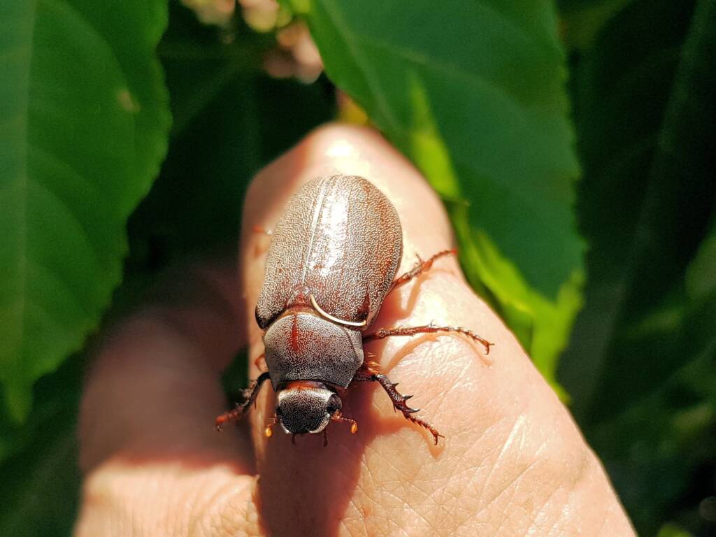 Genus Lepidiota Beetle (family Scarabaeidae), Alice Springs NT