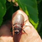 Genus Lepidiota Beetle (family Scarabaeidae), Alice Springs NT