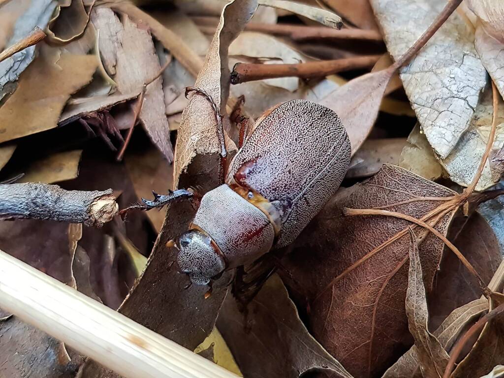 Genus Lepidiota Beetle (family Scarabaeidae), Alice Springs NT