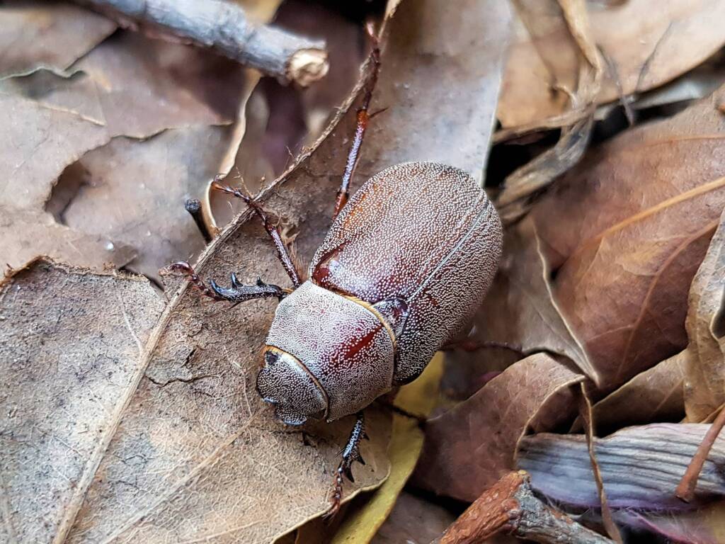 Genus Lepidiota Beetle (family Scarabaeidae), Alice Springs NT