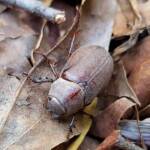 Genus Lepidiota Beetle (family Scarabaeidae), Alice Springs NT