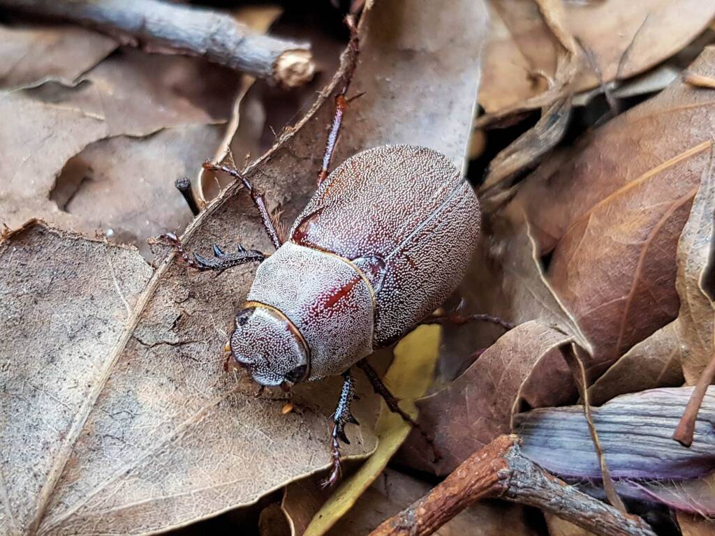 Genus Lepidiota Beetle (family Scarabaeidae), Alice Springs NT