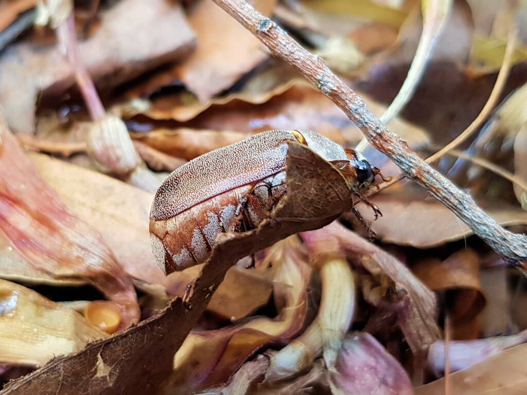 Genus Lepidiota Beetle (family Scarabaeidae), Alice Springs NT