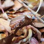 Genus Lepidiota Beetle (family Scarabaeidae), Alice Springs NT