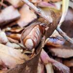 Genus Lepidiota Beetle (family Scarabaeidae), Alice Springs NT