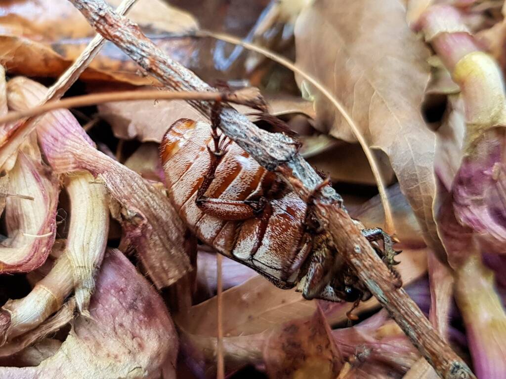 Genus Lepidiota Beetle (family Scarabaeidae), Alice Springs NT