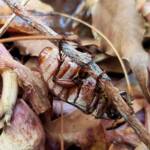 Genus Lepidiota Beetle (family Scarabaeidae), Alice Springs NT
