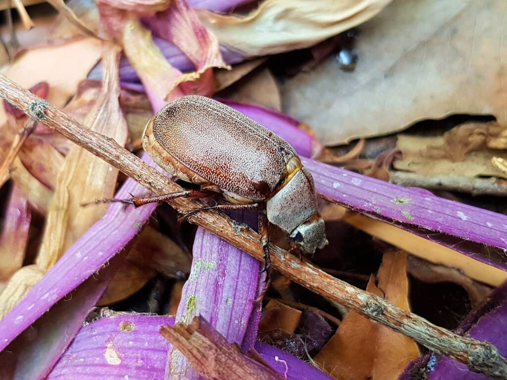 Genus Lepidiota Beetle (family Scarabaeidae), Alice Springs NT
