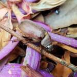 Genus Lepidiota Beetle (family Scarabaeidae), Alice Springs NT