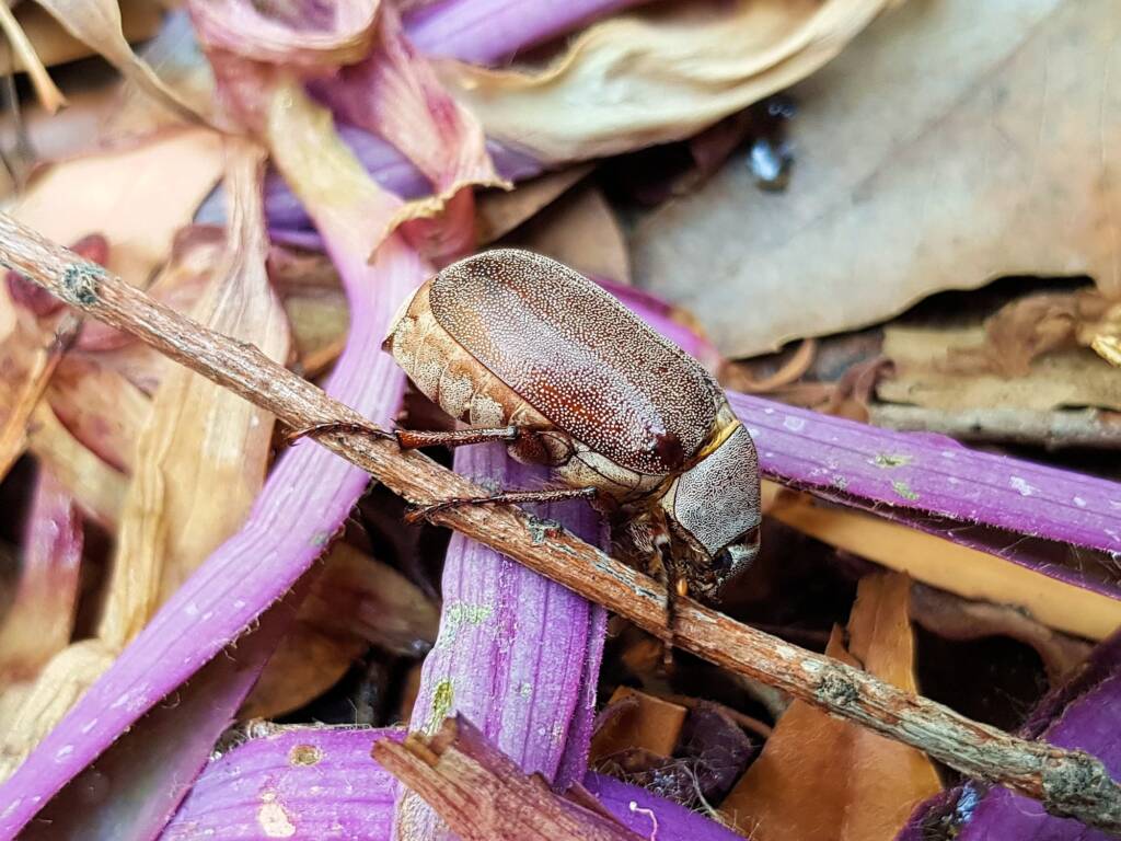 Genus Lepidiota Beetle (family Scarabaeidae), Alice Springs NT