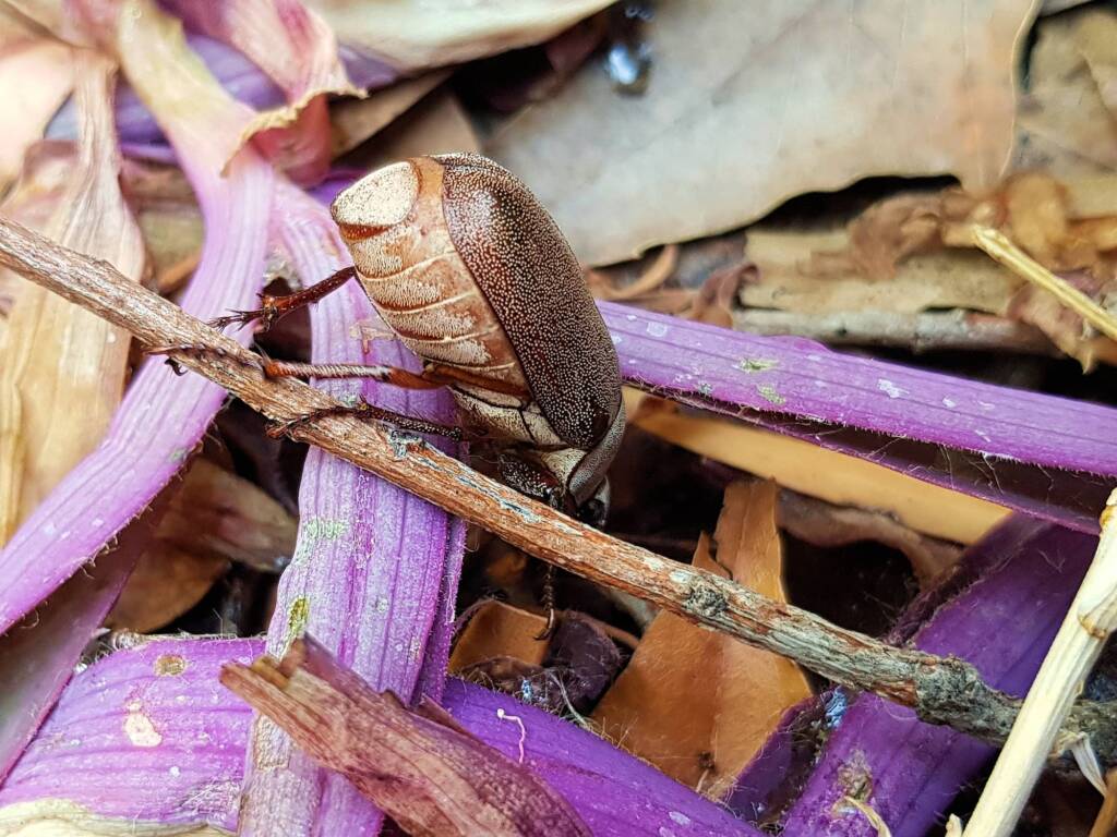 Genus Lepidiota Beetle (family Scarabaeidae), Alice Springs NT