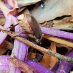 Genus Lepidiota Beetle (family Scarabaeidae), Alice Springs NT