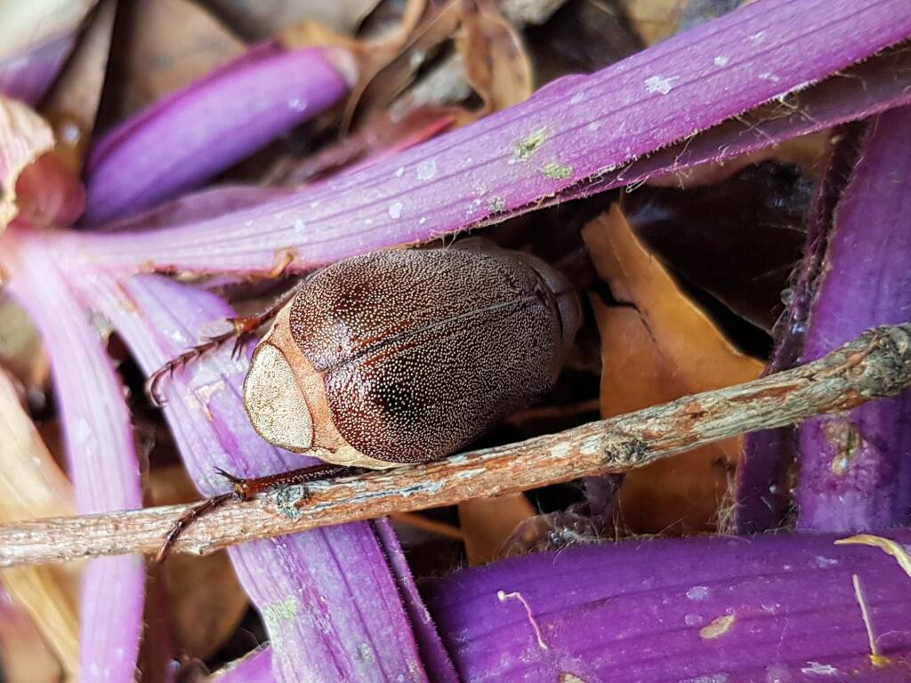 Genus Lepidiota Beetle (family Scarabaeidae), Alice Springs NT