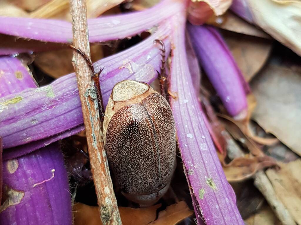 Genus Lepidiota Beetle (family Scarabaeidae), Alice Springs NT