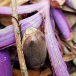 Genus Lepidiota Beetle (family Scarabaeidae), Alice Springs NT