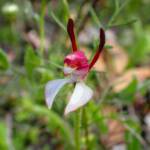 Leptoceras menziesii (Rabbit Orchid), Stirling Range National Park WA © Terry Dunham