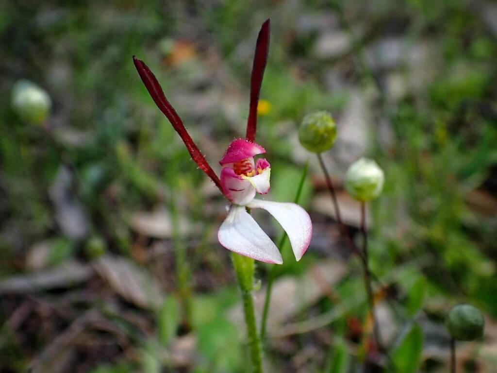 Leptoceras menziesii (Rabbit Orchid), Stirling Range National Park WA © Terry Dunham