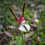 Leptoceras menziesii (Rabbit Orchid), Stirling Range National Park WA © Terry Dunham