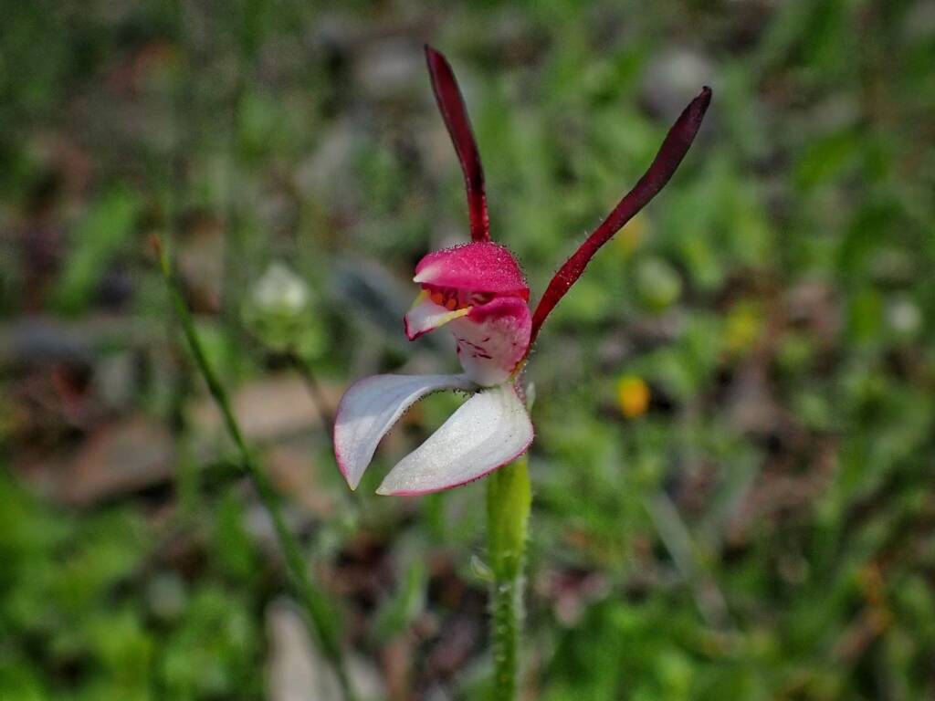 Leptoceras menziesii (Rabbit Orchid), Stirling Range National Park WA © Terry Dunham