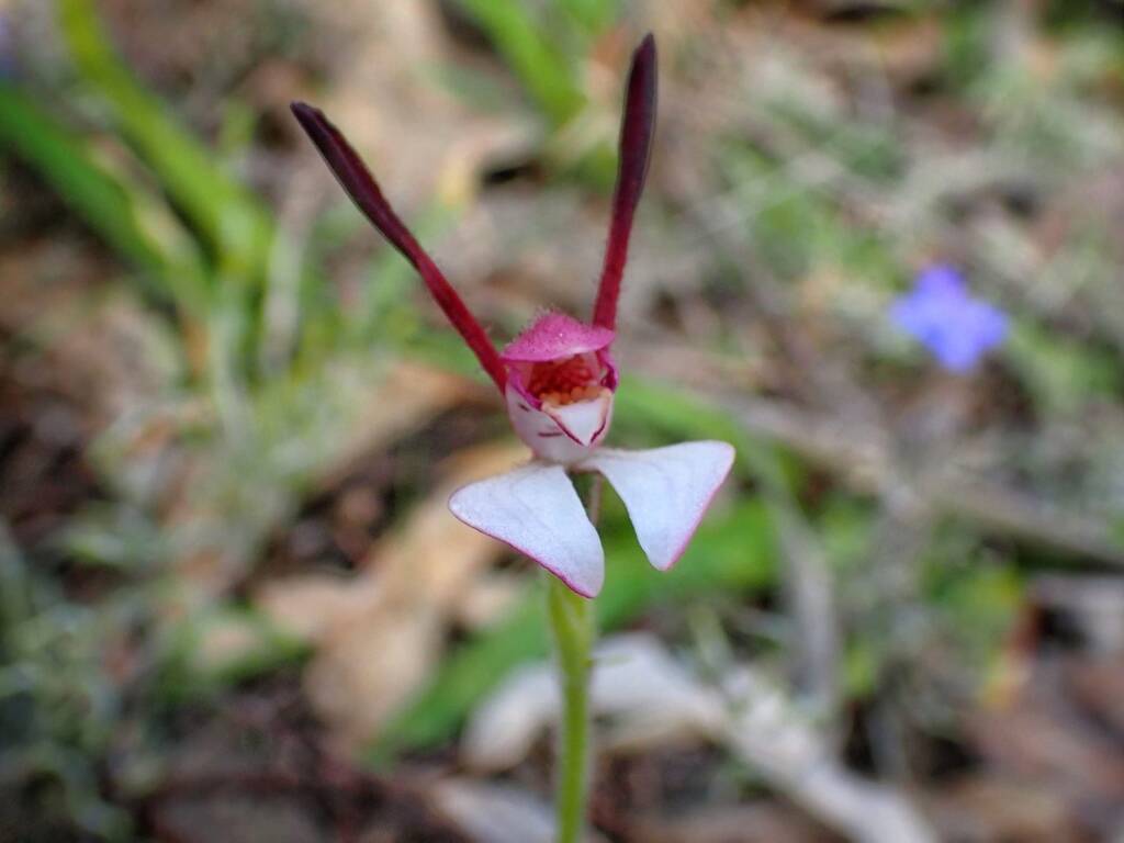 Leptoceras menziesii (Rabbit Orchid), Stirling Range National Park WA © Terry Dunham