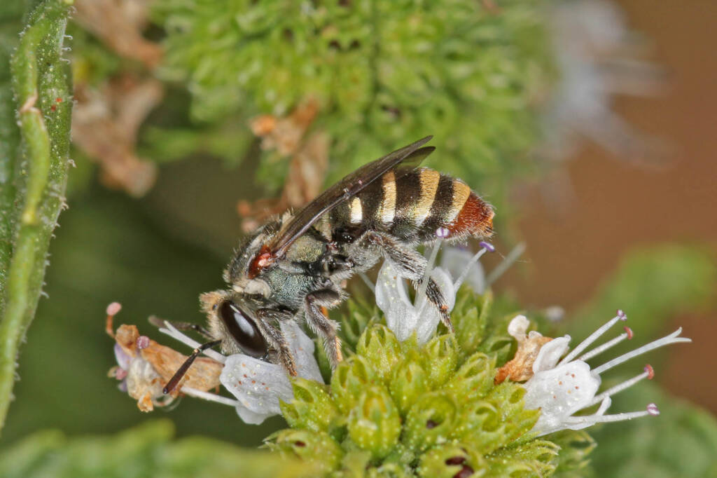 Lipotriches phanerura (female), Ballandean QLD © Marc Newman