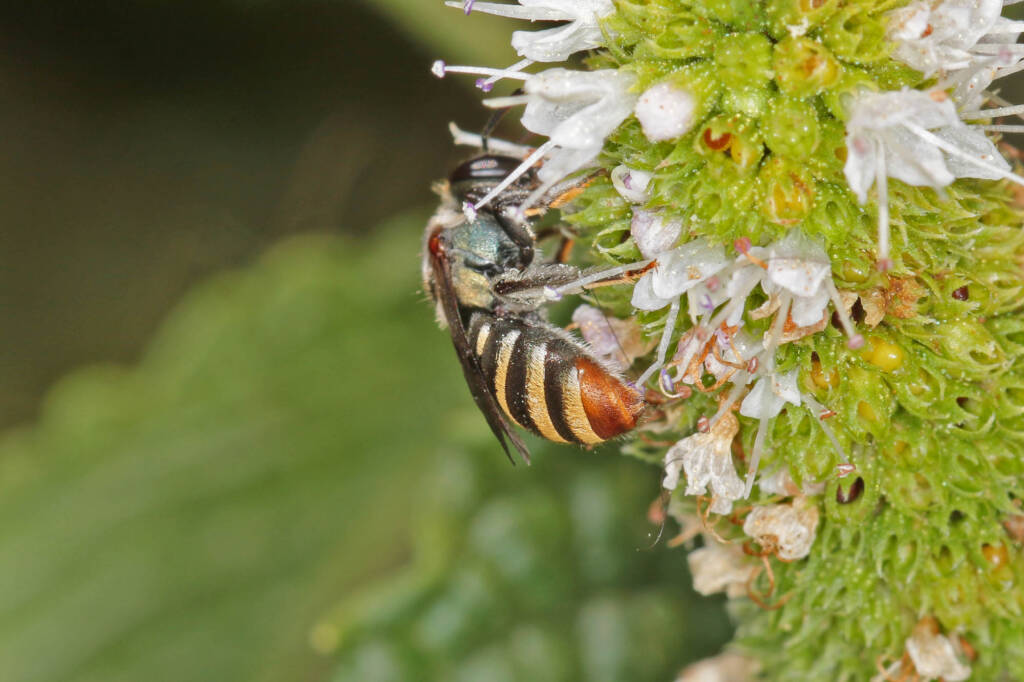 Lipotriches phanerura (female), Ballandean QLD © Marc Newman